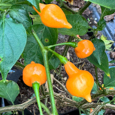 Cabacina Laranja - Seeds - The Pepper Pantry (Formerly Marie Sharp's)